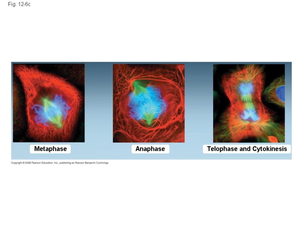 Fig. 12-6c Metaphase Anaphase Telophase and Cytokinesis